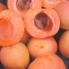 Blenheim Apricot
