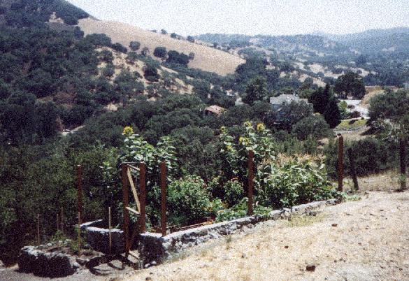 Vegetable garden with 8-foot sun flowers.